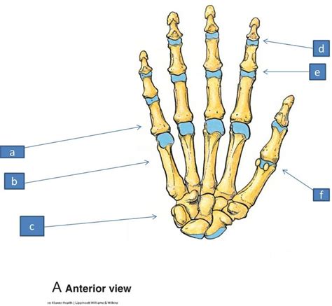 digits of the hand|4th and 5th digit.